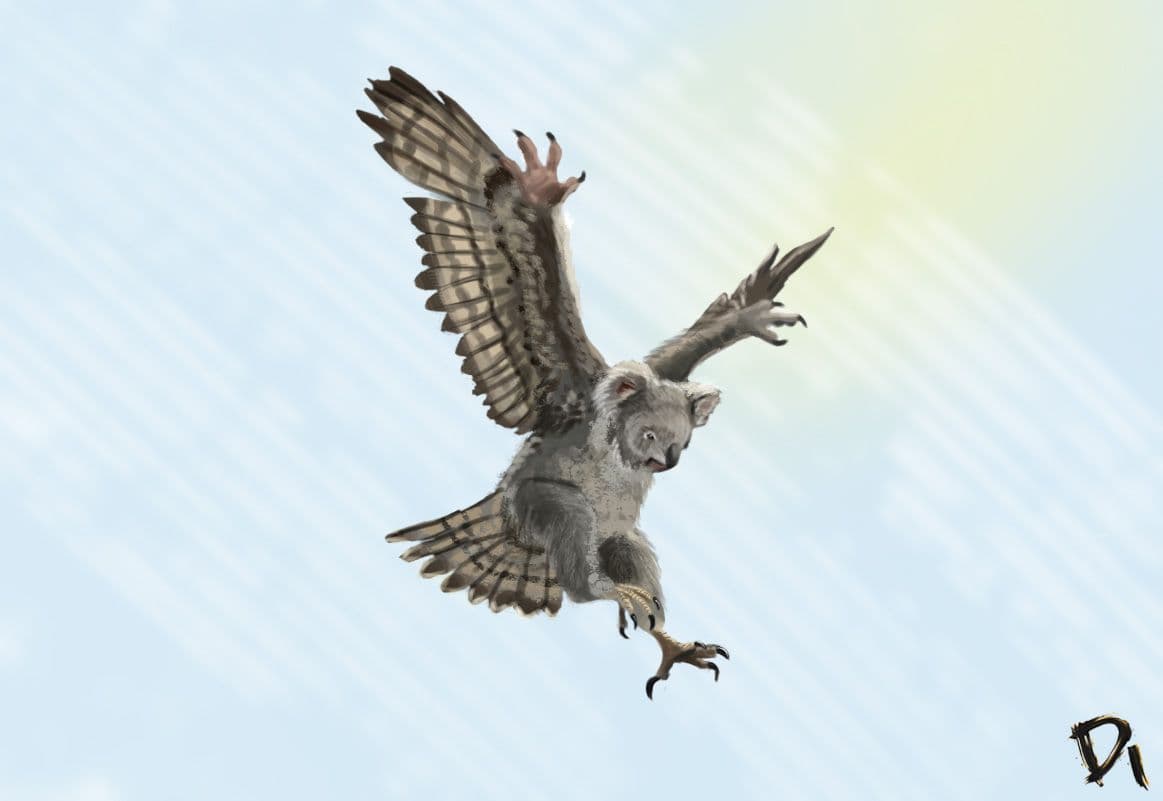 Falco koala